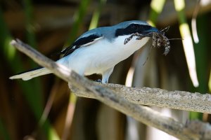 Loggerhead shrike with a mantis meal