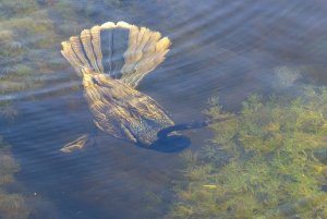 Underwater Anhinga