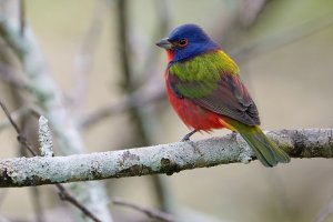 Male painted bunting