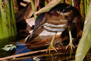 Least bittern