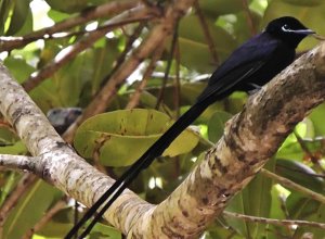 Seychelles Paradise-Flycatcher (male)