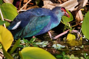 Grey-headed swamphen