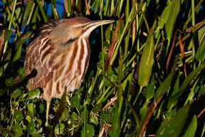 American bittern