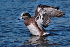 American wigeon showing its wings