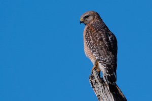 Red-shouldered hawk