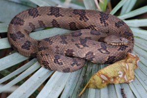 Brown water snake