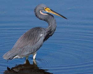 Tricolored heron