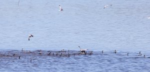 Double Crested Cormorants and Ring-billed Gulls.jpg