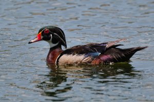 Wood duck