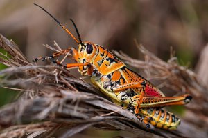 Eastern lubber grasshopper