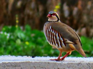 Red leg Partridge.jpg