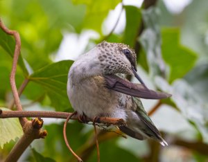 Hummingbird (Archilochus colubris)