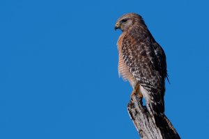 Red-shouldered hawk