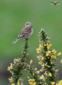 Linnet 9652.jpg