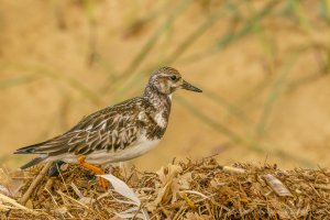 Turnstone