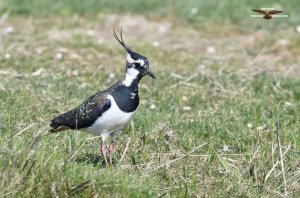 Lapwing 0350.jpg