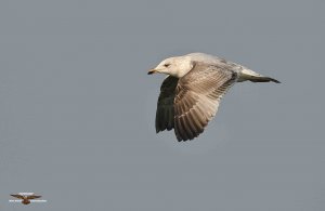 Herring Gull 0597.jpg