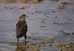 Bateleur juv.