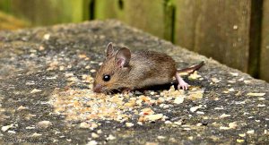 Wood Mouse