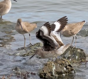 Willet