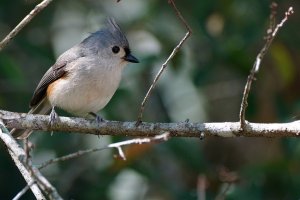 Tufted titmouse