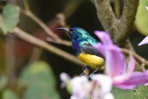 Variable Sunbird