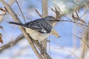 Northern Mockingbird