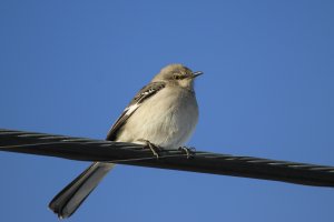 Northern Mockingbird