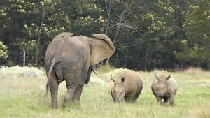 Elephant versus White Rhino