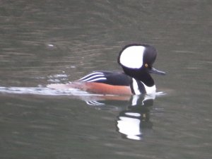 Hooded Merganser