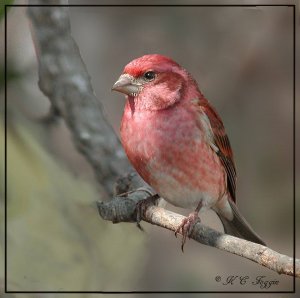 Purple Finch