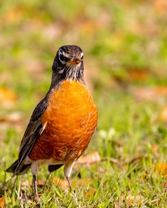 American Robin (male).jpg