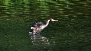 Mother and child (Great Crested Grebe)