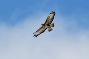 IMG_1312_Buzzard.jpg