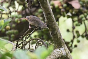 Grey-olive Greenbul