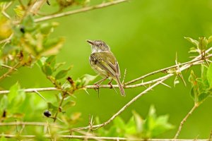 Pearly-vented Tody-Tyrant