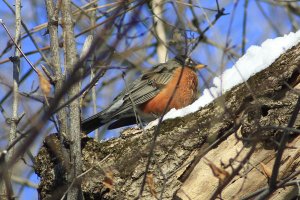 American Robin-2