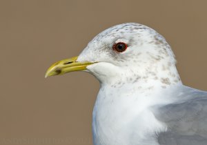 Common Gull