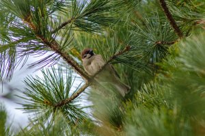 Eurasian Tree Sparrow