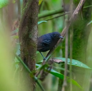 Black Antbird