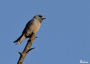 Ashy Woodswallow