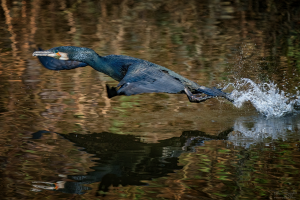 Cormorant