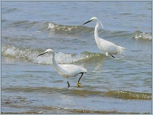 Little Egrets