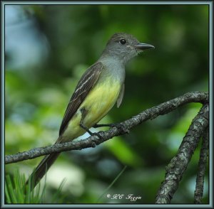 Flycatcher