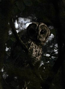 Tawny owl