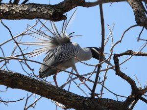 Yellow-Crowned Night Heron Display Plumage