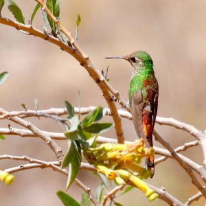 Red-tailed Comet, nw Argentina.jpg