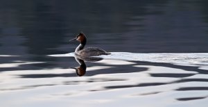 Great crested grebe