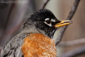 American Robin