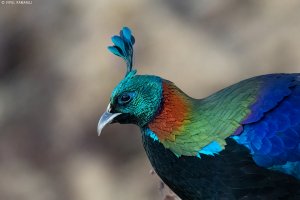 Himalayan Monal